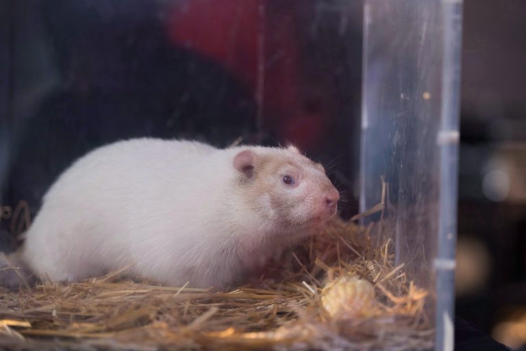 Groundhog Day moves online across Canada as precaution due to COVID-19