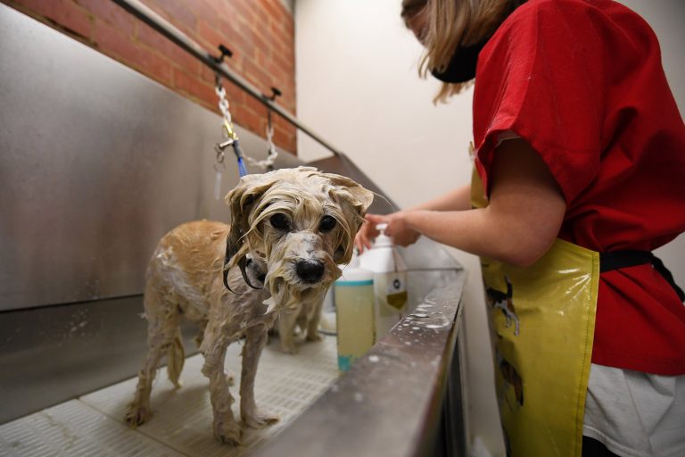 Cities across Ontario call for clarity on rules around pet grooming services under COVID-19 lockdown