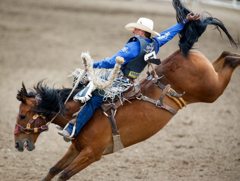How do horses feel about being in rodeos? New University of Calgary study looks at animal welfare