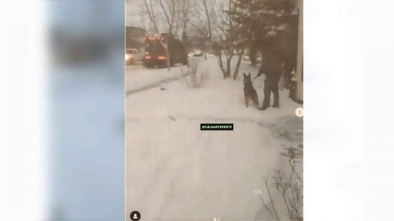 Calgary police are reviewing video that appears to show officer kick K9 dog