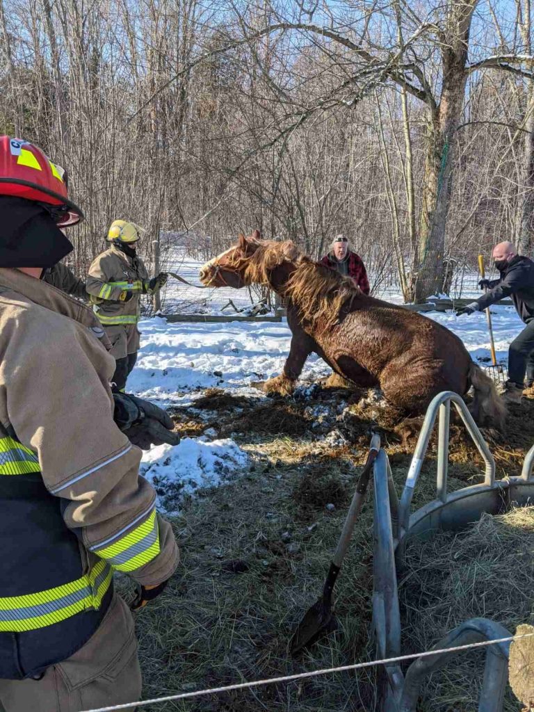 Quinte West woman rescued after becoming trapped under Clydesdale