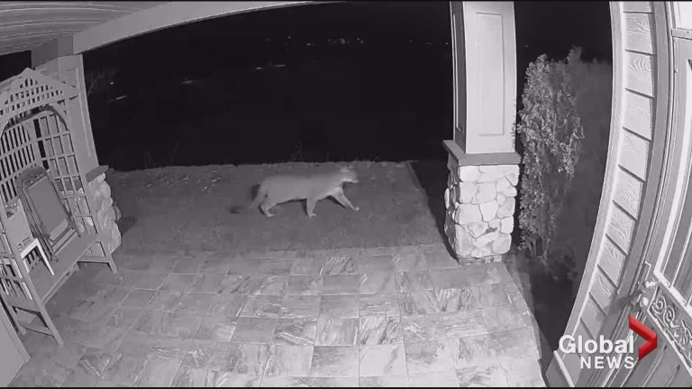 Take measures to reduce human-wildlife conflict in wake of Kelowna cougar sighting: official