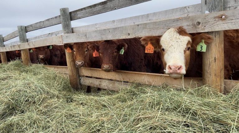 Farmer-led coalition calls for federal funding to cut agricultural emissions