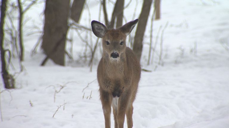 Fate up in the air for Longueuil deer after relocation plan is nixed