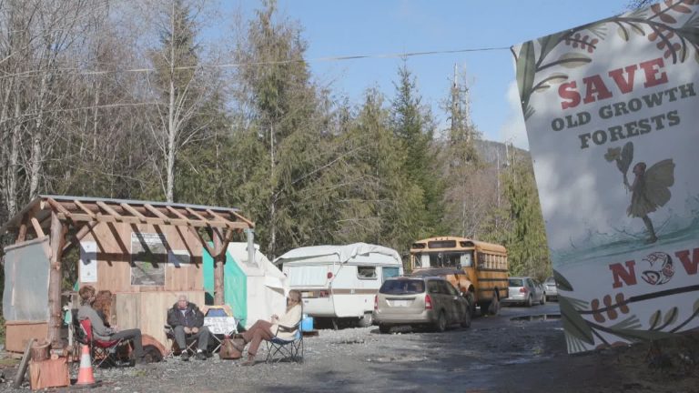 Blockade of old-growth B.C. forest heading to B.C. Supreme Court