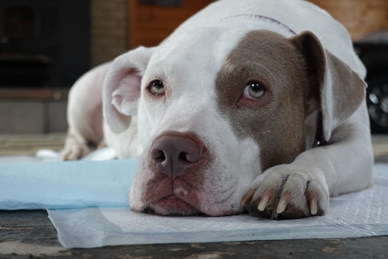 Nova Scotia woman shares concern about experience with adopting dog from Texas