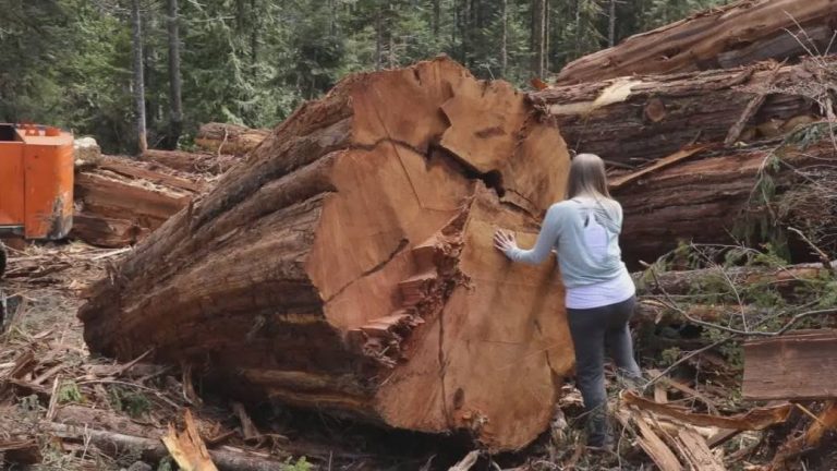 Sierra Club report sparks debate over old-growth forests and climate change