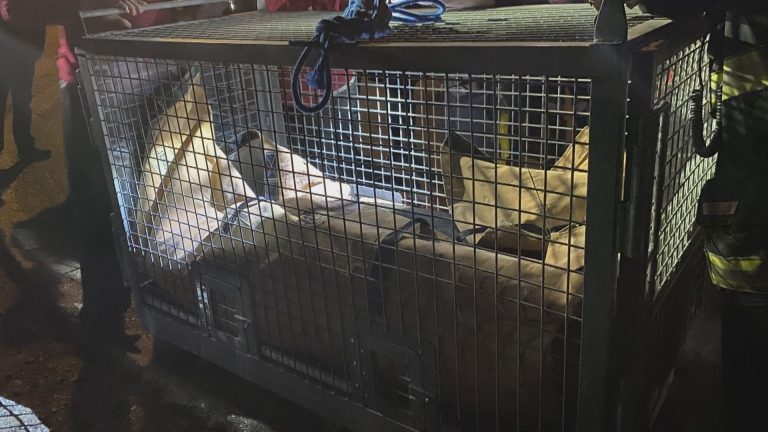 Marathon attempt to save Nanaimo sea lion caught on camera
