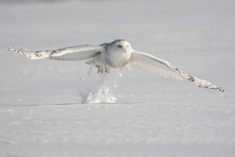 Owl increase: Why more owls are in southern Ontario this winter