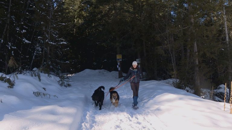B.C. government pausing controversial Rose Swanson logging project