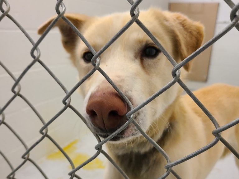 40 dogs in distress seized from West Kootenay sled-dog operation: BC SPCA