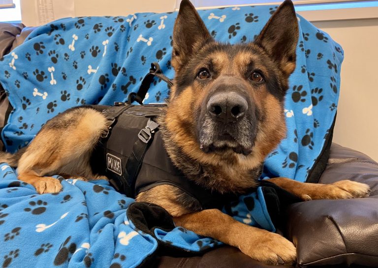 Saskatoon police dog Oliver returns to work after recovering from stabbing