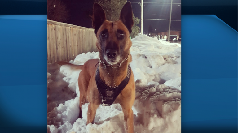 London Police Service K9 Unit helps apprehend suspect, recover stolen truck