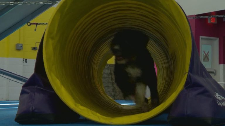 COVID-19: Pet training facility warns cancelled classes could lead to increased surrender of animals