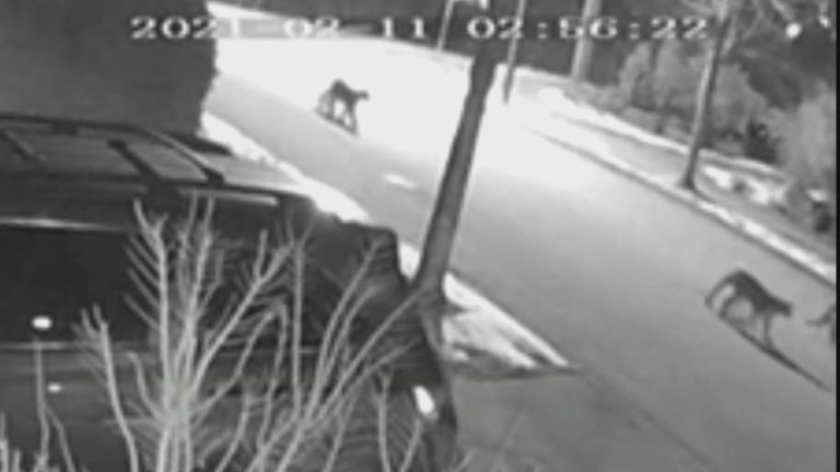 Young cougar killed after pair of big cats follows 14-year-old in Port Coquitlam