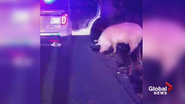 Surrey RCMP ‘arrest’ wayward pig accused of hamming around