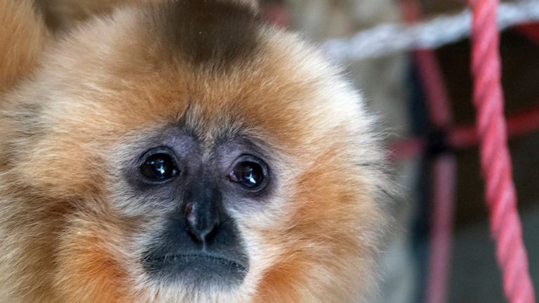 Pair of endangered gibbons finds a new home in Sarajevo zoo