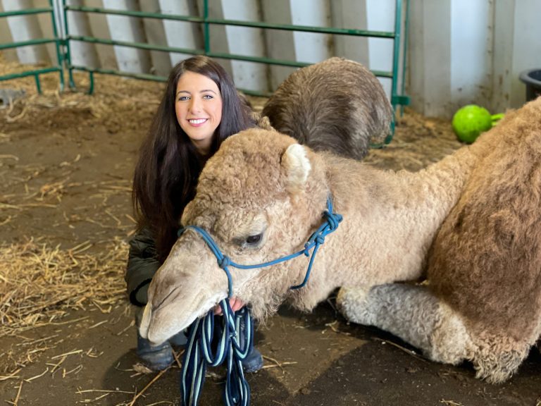 New Brunswick llama and alpaca walking tour company adds a camel to its herd