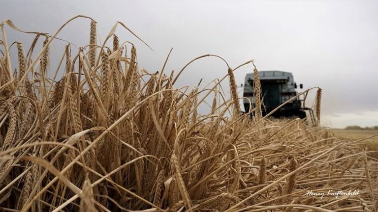 Crop insurance coverage, rates going up in Saskatchewan, but premium cost declining