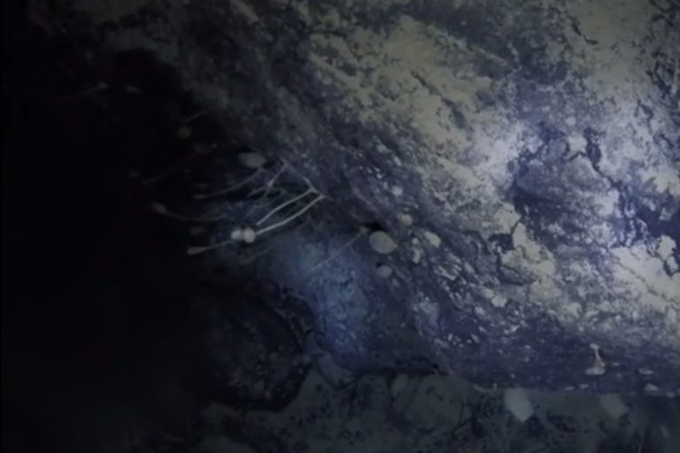 Scientists ‘shocked’ to find life in extreme depths under Antarctic ice