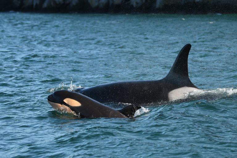 Researchers celebrate birth of orca to endangered southern resident population