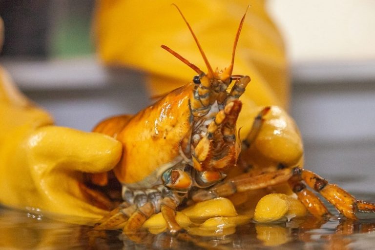 Extremely rare yellow lobster caught off Maine’s coast