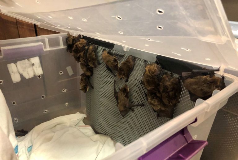 Colony of hibernating bats discovered, relocated from Saskatchewan rink