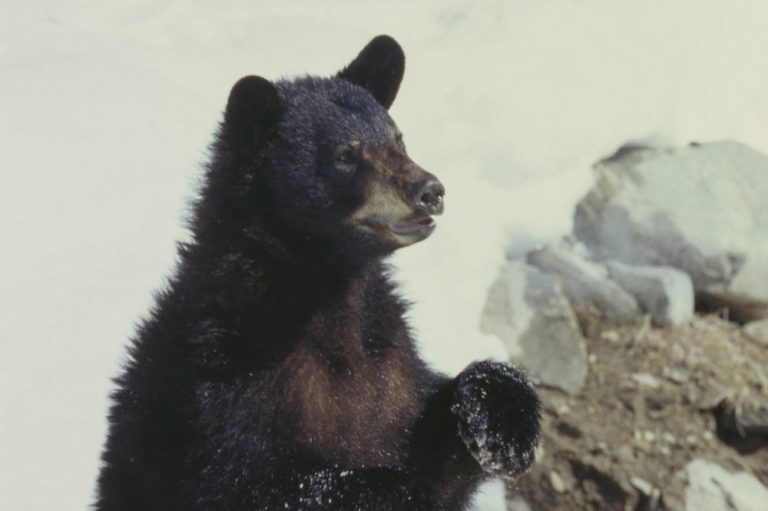 Bear bites woman’s bare bottom from outhouse toilet in Alaska