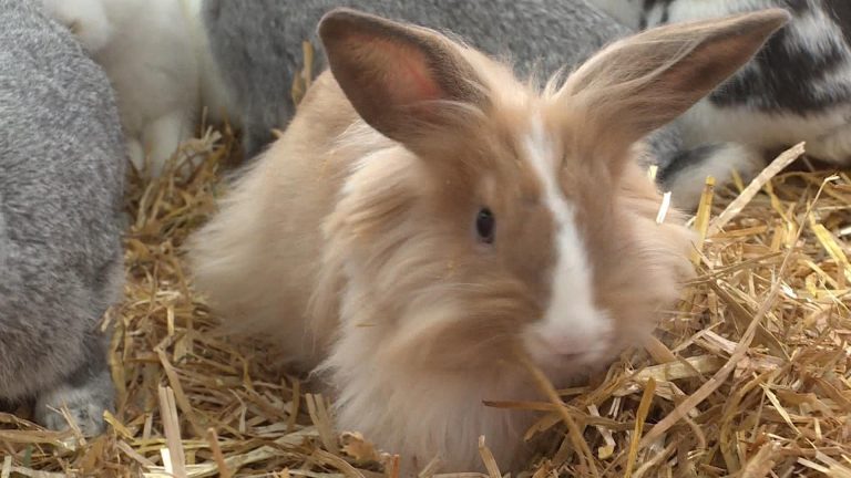 Warren Peace Bunny Sanctuary launches Valentine’s Day fundraiser