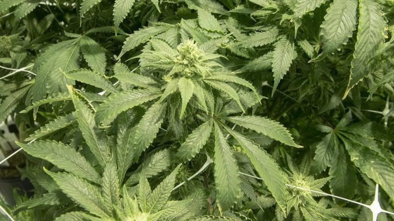 Barrel of cannabis seized, 2 charged during RIDE check in Port Hope: Northumberland OPP