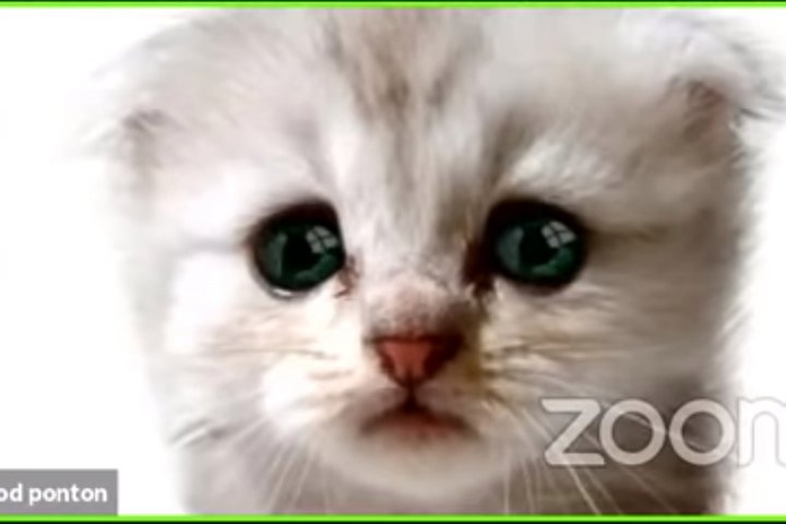 No kitten around: Zoom filter turns lawyer into cat during video hearing