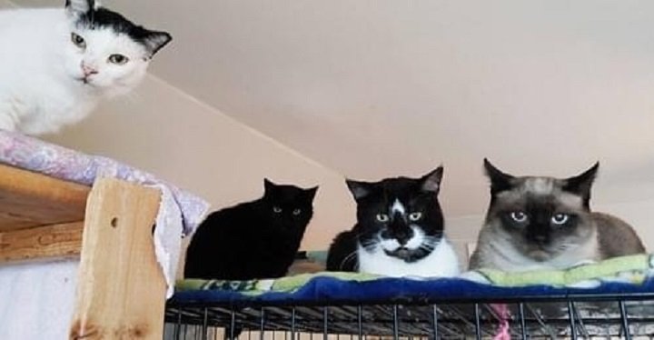 ‘Please help us’: Vaughan cat rescue scrambling as eviction looms due to licensing issue