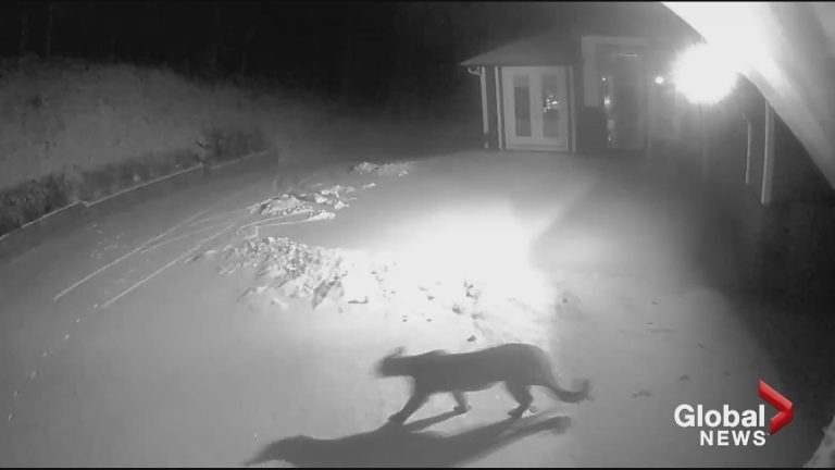 For the second time this month, cougar spotted prowling through B.C. neighbourhood