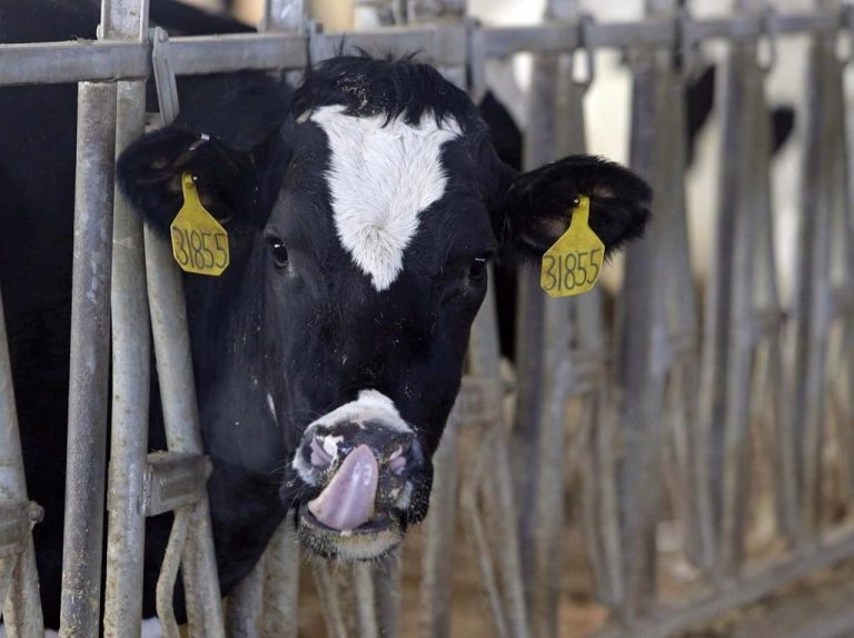 Cow-napped: Perth County OPP on the lookout for stolen Holstein heifer