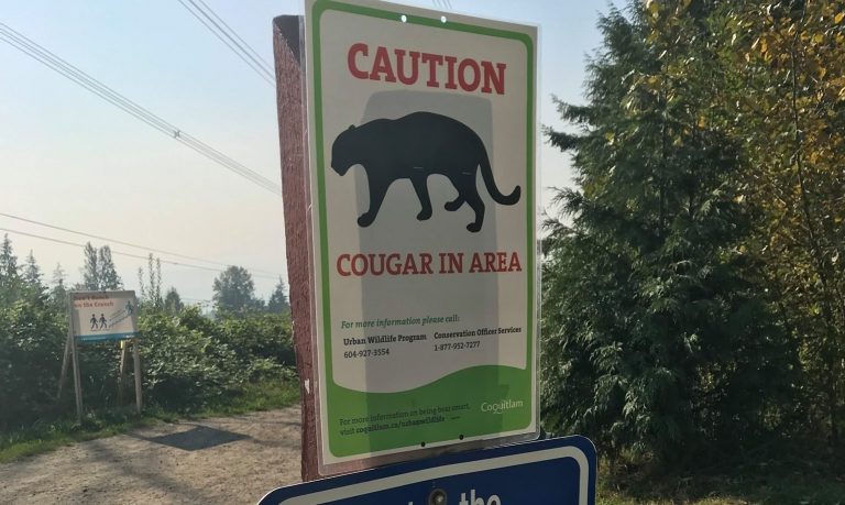 Conservation Service warns of Coquitlam cougar attacks after 2-month-old puppy snatched