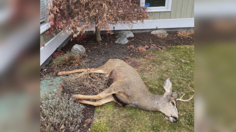Dead deer found in Kelowna neighbourhood