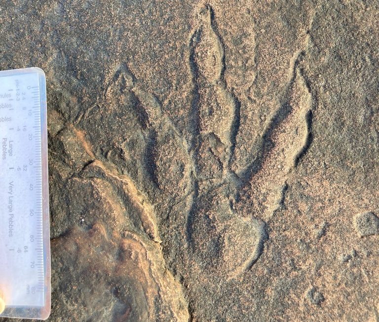 Girl, 4, finds ‘stunning’ dinosaur footprint on the beach in Wales
