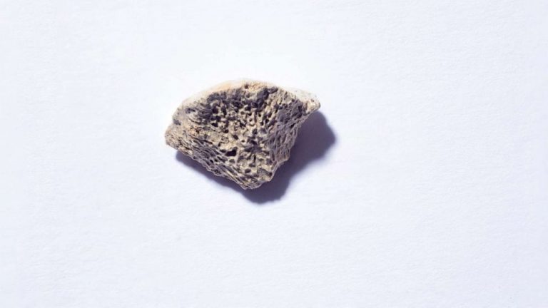 Ancient dog bone reveals when man’s best friend migrated to North America