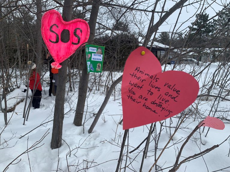 Île-Perrot residents want municipal government to stop clearcutting of white oak forest