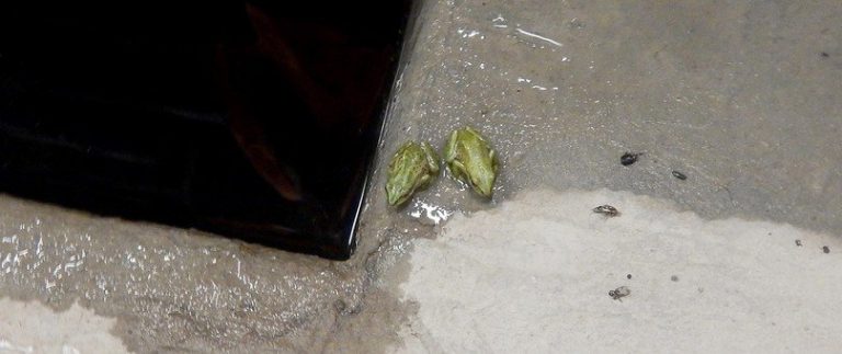 Three friendly tree frogs endear themselves to Manitoba Hydro workers