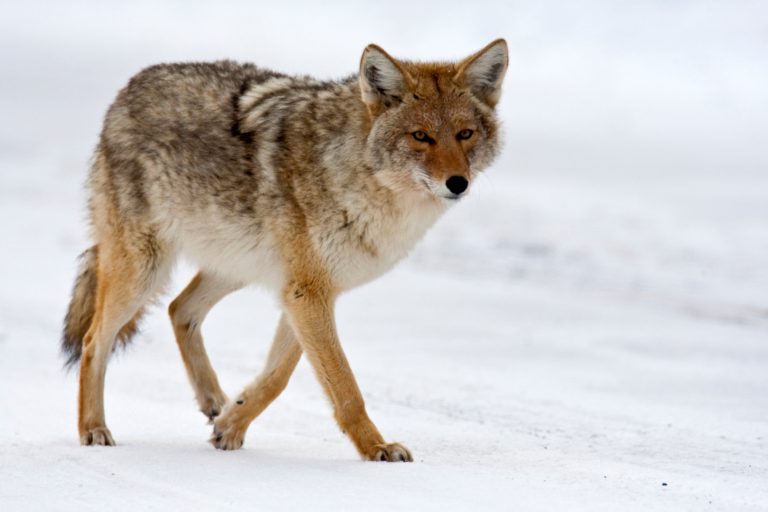 Wildlife groups fight coyote-killing contest in Belleville