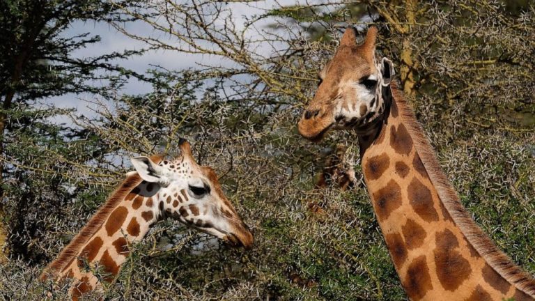 3 rare giraffes electrocuted to death by power lines in Kenya, officials say