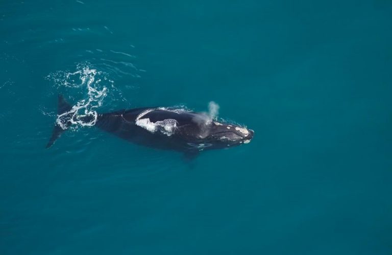 Vancouver company leads Canadian effort to monitor endangered right whales from space