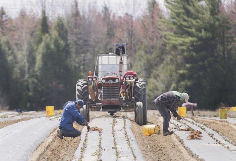 Coronavirus: Atlantic farmers seek federal answers on temporary foreign worker program