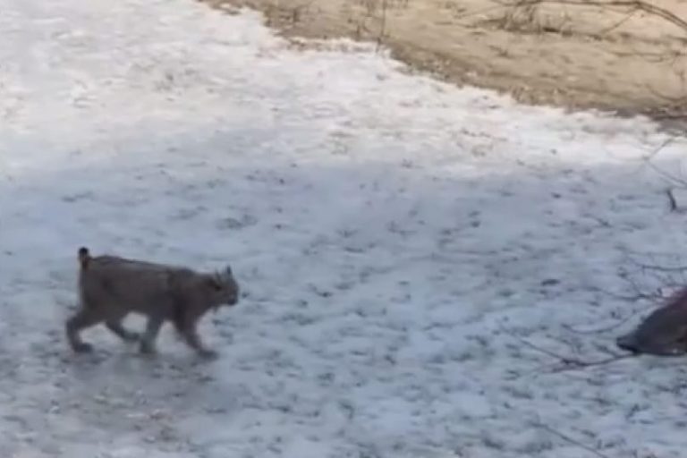 Kamloops man captures dynamic video of lynx hunting birds in local park