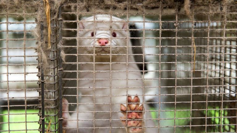 COVID-19 is circulating in some animals. What does that mean for us?