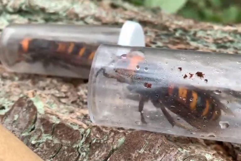 B.C. COVID-19 recovery funds tagged to hire 200 in battle against invasive species