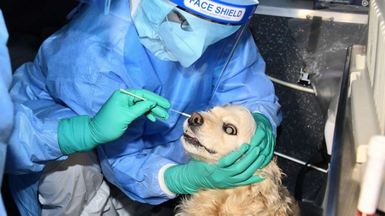 Seoul offers free COVID-19 testing for pets