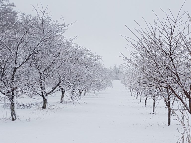 Southern Niagara could see 15-25 cm of snow overnight: Environment Canada