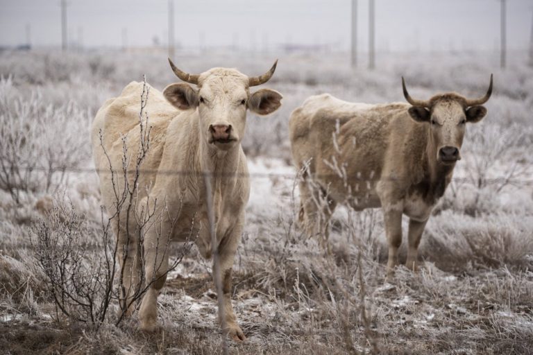 Winter storm in Texas cancels flights, leaves millions without power